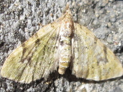 Chloroclystis v-ata