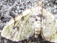 Chloroclystis v-ata