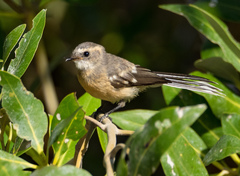 Rhipidura phasiana