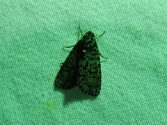 Acronicta heitzmani