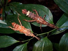 Heteropteryx dilatata