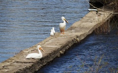 Pelecanus erythrorhynchos