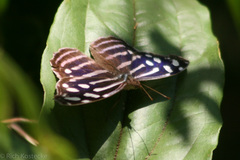 Myscelia cyaniris cyaniris