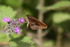 Synapte salenus salenus