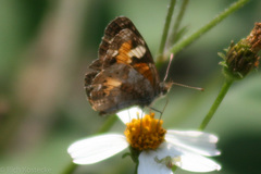 Phyciodes phaon phaon