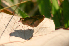Synapte salenus salenus