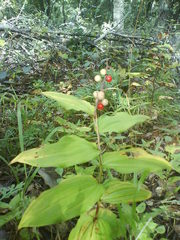 Maianthemum mexicanum