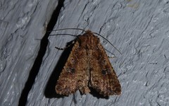 Ichneutica morosa