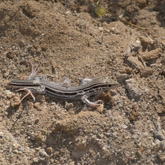 Aspidoscelis costatus