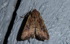Ichneutica morosa