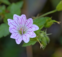 Geranium versicolor