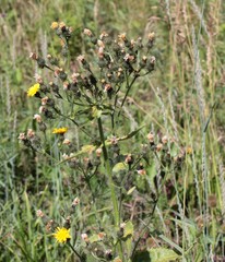 Picris japonica kamtschatica