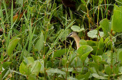 Hapalocrex flaviventer