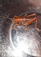 Cratomelus armatus