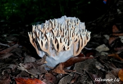 Phaeoclavulina cyanocephala