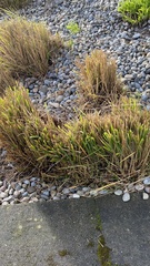 Calamagrostis × acutiflora