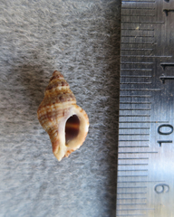 Paciocinebrina gracillima