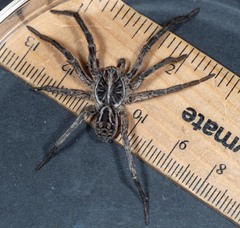 Tasmanicosa godeffroyi