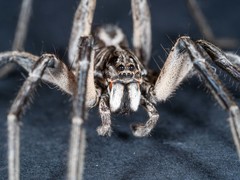 Tasmanicosa godeffroyi