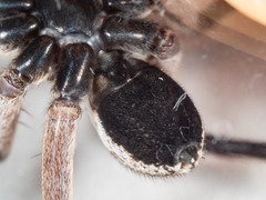 Tasmanicosa godeffroyi