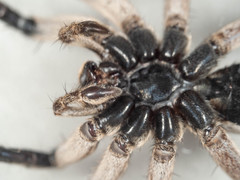 Tasmanicosa godeffroyi