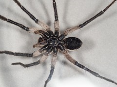 Tasmanicosa godeffroyi