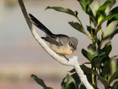 Rhipidura phasiana