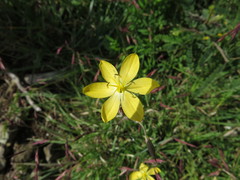 Sisyrinchium angustissimum