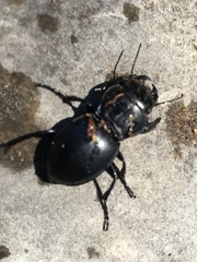 Pasimachus elongatus