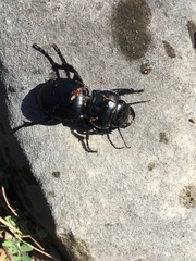 Pasimachus elongatus