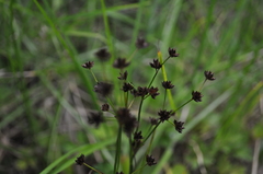 Juncus prismatocarpus