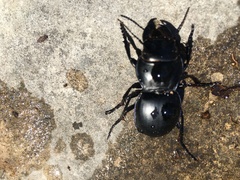 Pasimachus elongatus