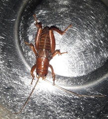 Cratomelus armatus