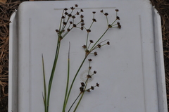 Juncus prismatocarpus