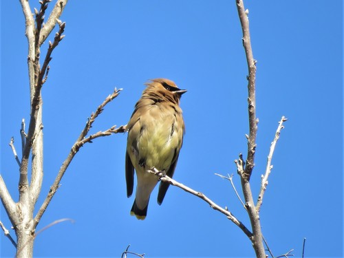 Cedar Waxwing photographed in Texas