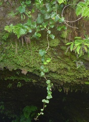 Hedera azorica