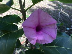 Ipomoea setifera