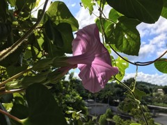Ipomoea setifera
