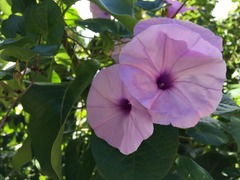 Ipomoea setifera