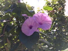 Ipomoea setifera