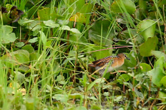 Hapalocrex flaviventer