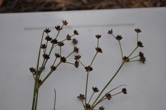 Juncus prismatocarpus
