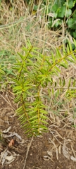 Podocarpus totara