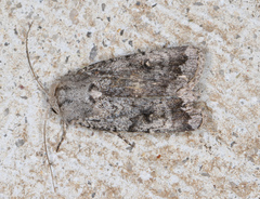 Proteuxoa amaurodes