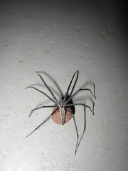Euprosthenops
