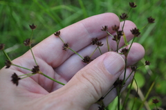 Juncus prismatocarpus