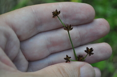 Juncus prismatocarpus