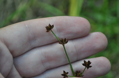 Juncus prismatocarpus