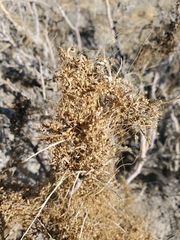 Cuscuta psorothamnensis