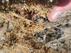 Cuscuta psorothamnensis